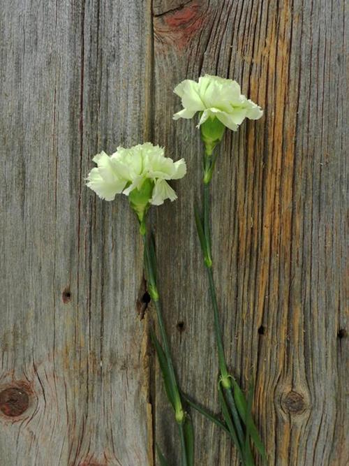 PRADO MINT GREEN CARNATIONS